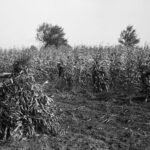 Black and white photograph of two men harvesting corn in a field