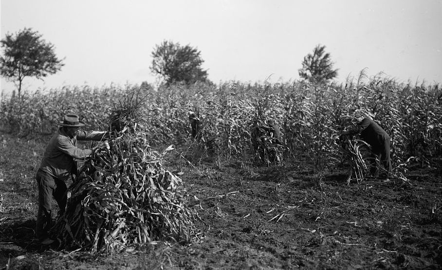 Black and white photograph of two men harvesting corn in a field