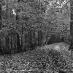 Black and white photograph of a road surrounded by trees, covered in fallen leaves