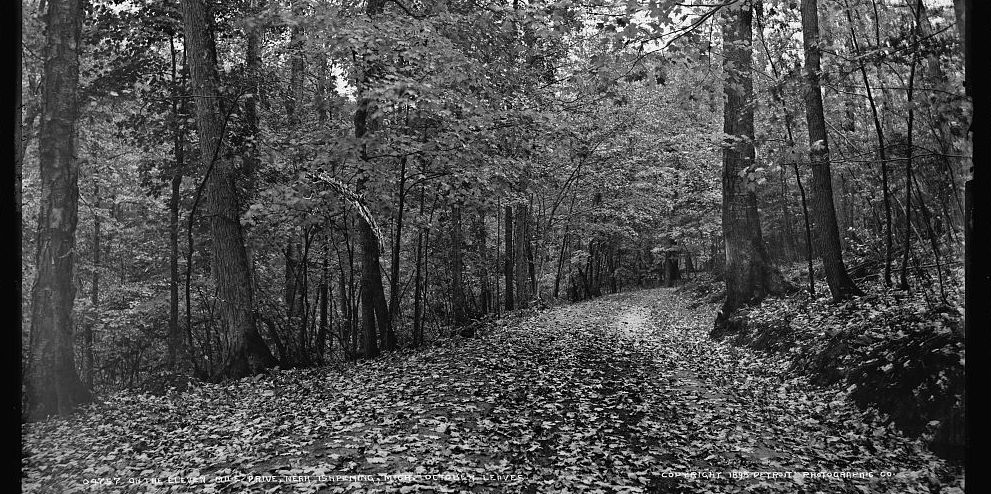 Black and white photograph of a road surrounded by trees, covered in fallen leaves